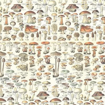 Tim Holtz Orange Palette Collection - Toadstools #236