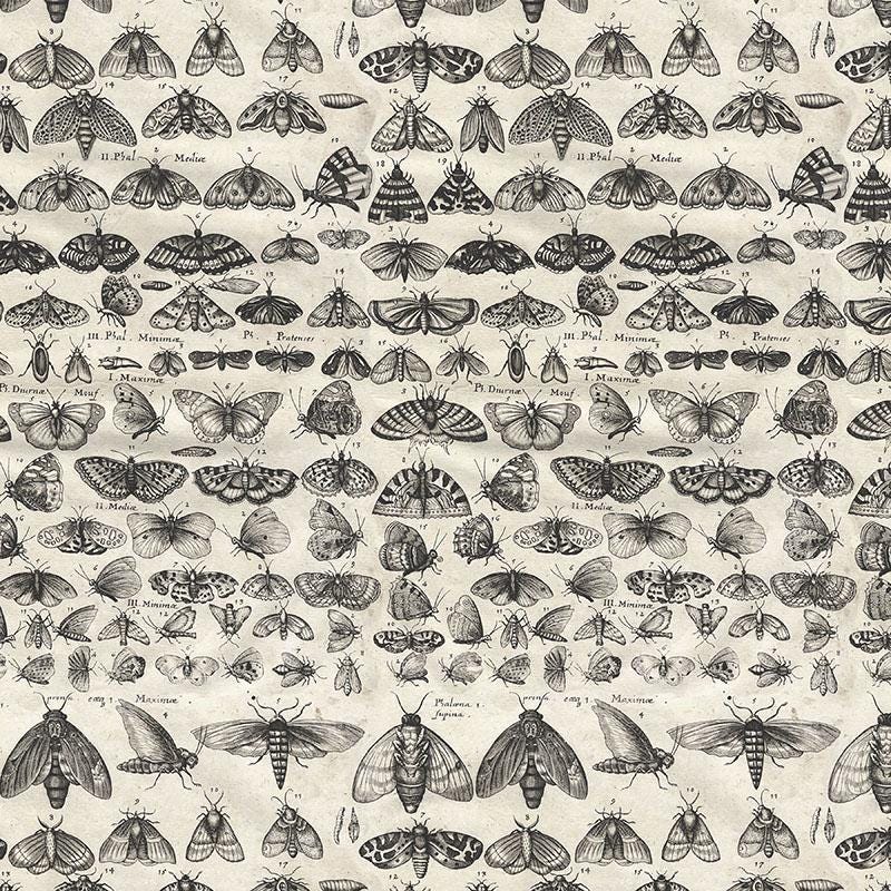 Tim Holtz Charcoal Palette Collection - Moths #315