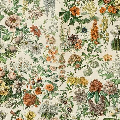 Tim Holtz Orange Palette Collection - Botanical #237